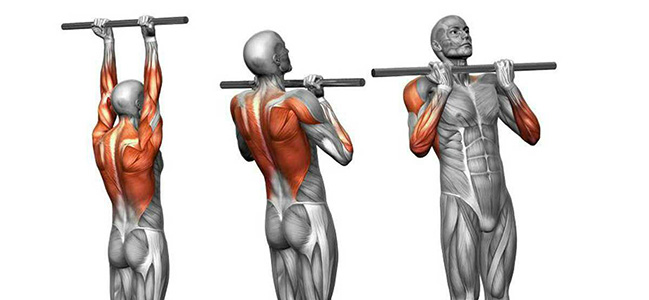 Какие мышцы работают при подтягиваниях обратным хватом