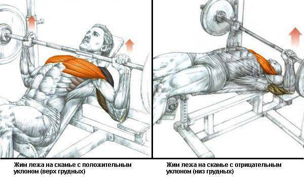 Как прокачать гранные мышцы эффективные упражнения жим штанги и разведение гантелей лежа