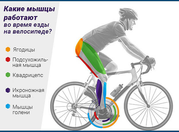 Какие группы мышц работают при езде на велосипеде?