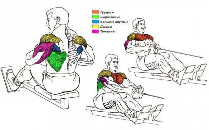 Какие группы мышц задействованы на гребном тренажере?